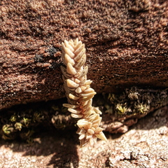 Glomeratae
