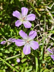Geranium hayatanum, photograph (c) 雲一百香果, some rights reserved (CC BY)