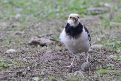 Gracupica nigricollis