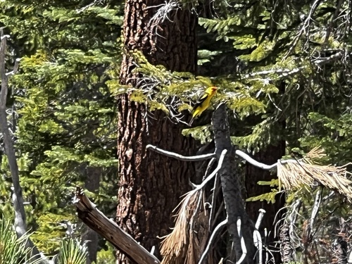 iNaturalist observation photo of Western Tanager