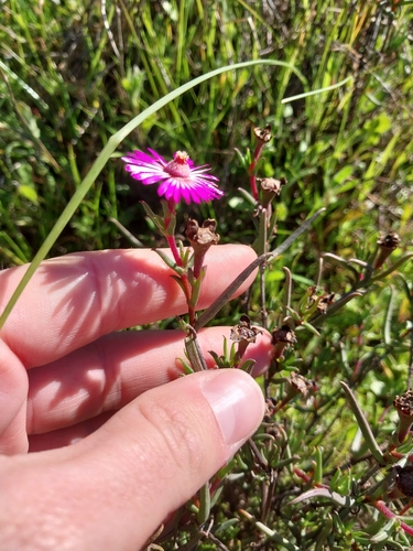 Lampranthus spiniformis, photograph 2