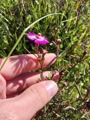 Lampranthus spiniformis, photograph (c) De Waal Hugo, some rights reserved (CC BY)