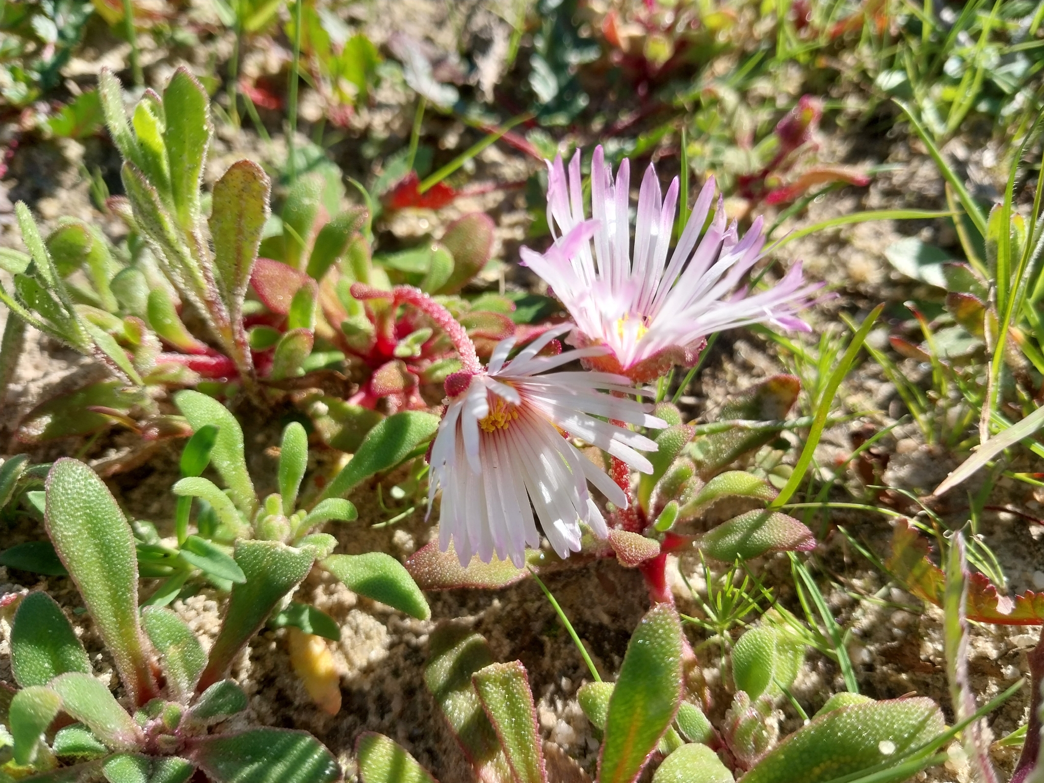 Imagem de margarida-do-cabo
