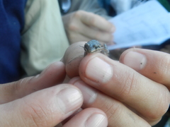 Leptodactylus latinasus