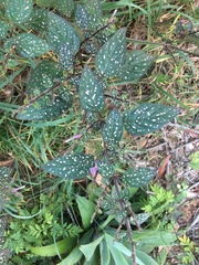 Hypoestes phyllostachya