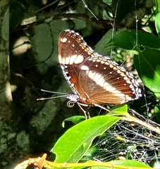 Hypolimnas bolina nerina
