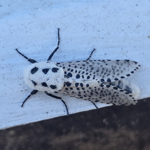 Wood Leopard Moth