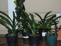 Clivia miniata miniata