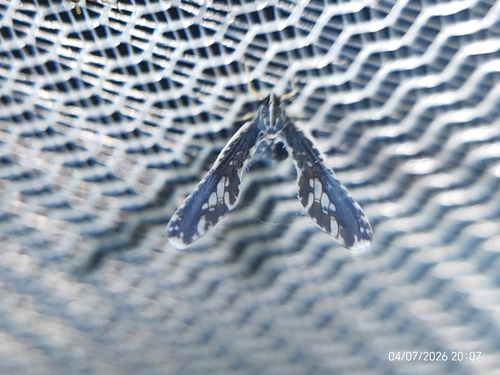 Long-winged Planthopper