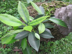 Ficus microcarpa