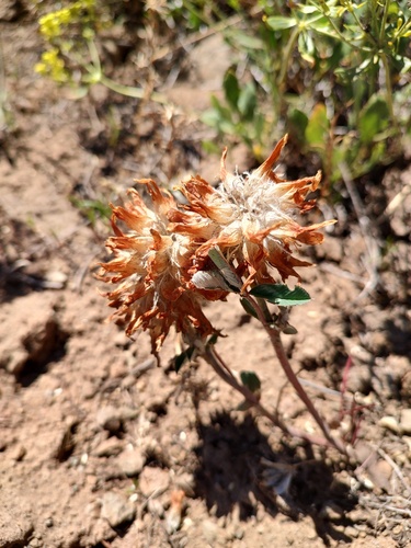 Trifolium macrocephalum