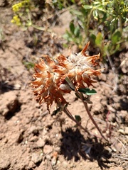 Trifolium macrocephalum