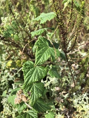 Zehneria scabra