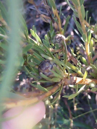 Leucadendron lanigerum, photograph 2