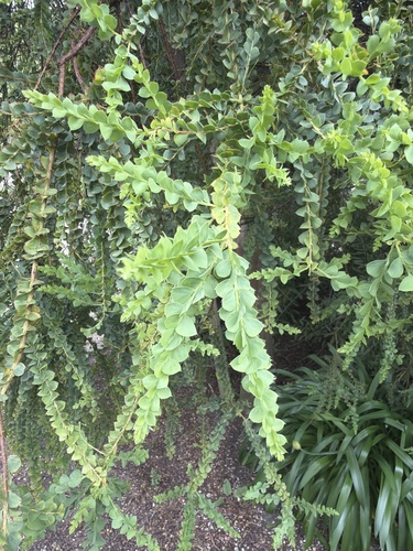 Acacia pravissima, photograph 2
