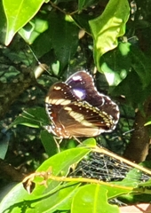 Hypolimnas bolina nerina