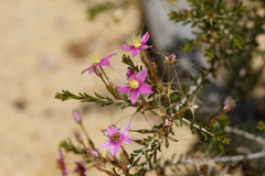 Calytrix brevifolia