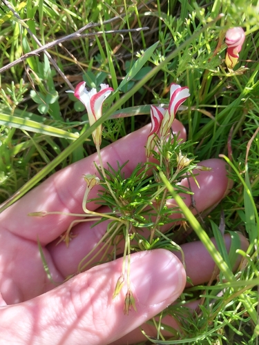 Oxalis tenuifolia, photograph 5