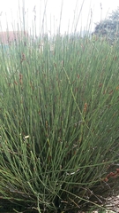 Elegia tectorum