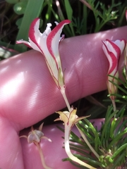 Oxalis tenuifolia, photograph (c) De Waal Hugo, some rights reserved (CC BY)