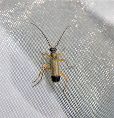 Grammoptera ustulata