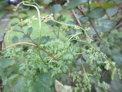 Lygodium japonicum
