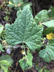 Zehneria scabra
