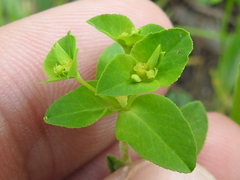 Euphorbia spathulata