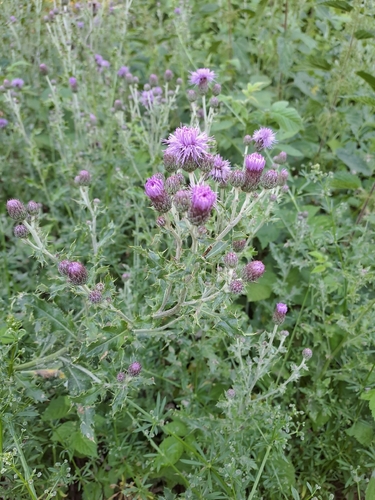 creeping thistle