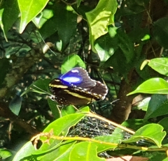 Hypolimnas bolina nerina