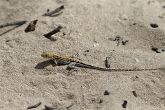 Ctenophorus maculatus