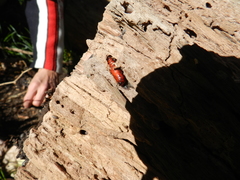 Lepidoptera