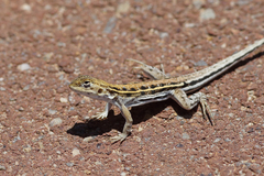 Ctenophorus maculatus