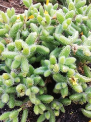 Delosperma echinatum