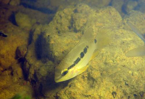 Dolphin cichlid (Krobia itanyi) — Cichlidae — 5