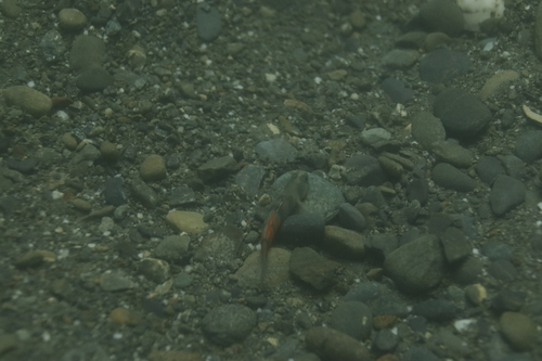 Sicyopus observed 2026-06-19