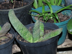 Gasteria brachyphylla