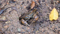 Chasmagnathus convexus