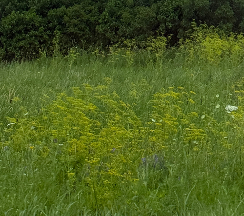 wild parsnip