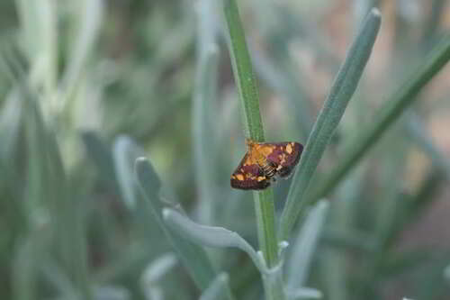 Mint Moth