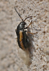 Phyllotreta undulata