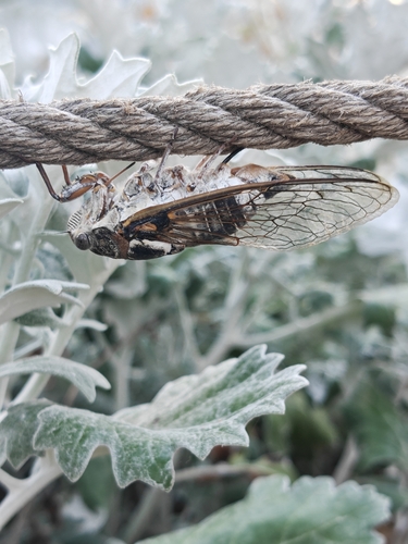 Common Cicada