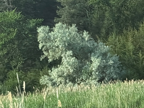 Russian olive