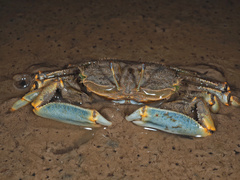 Macrophthalmus japonicus