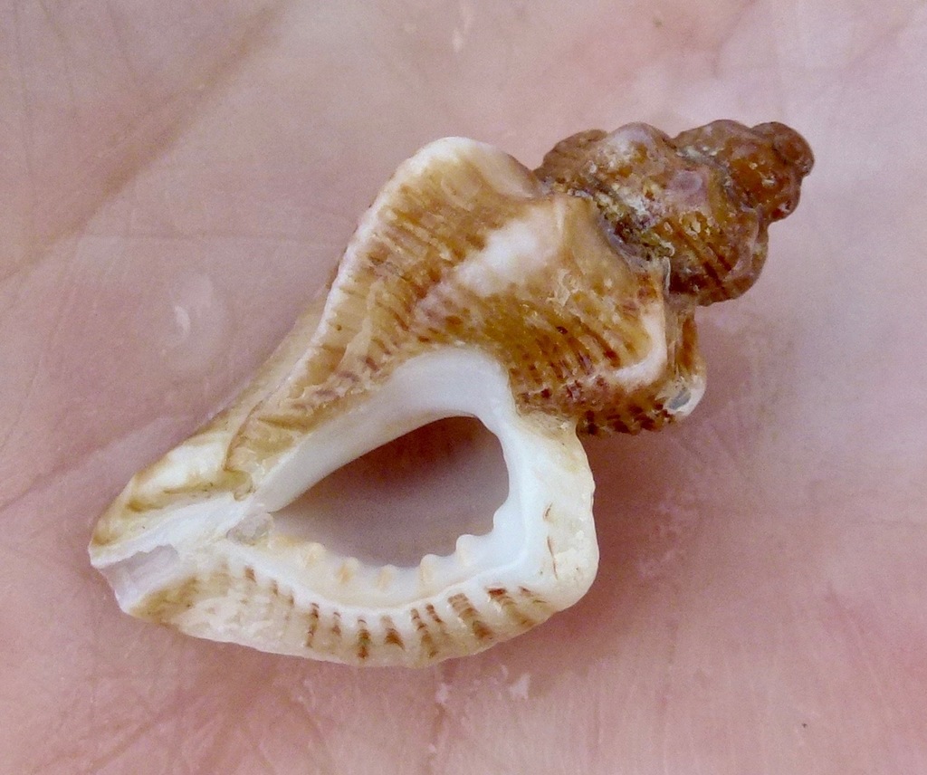 Dim Rocksnail