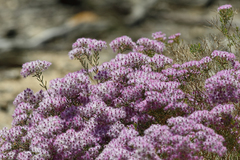 Verticordia monadelpha