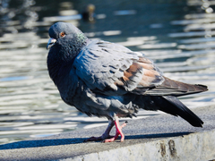 Columba livia domestica