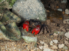 Neosarmatium indicum