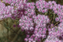 Verticordia monadelpha