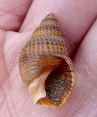 Nassarius perpinguis